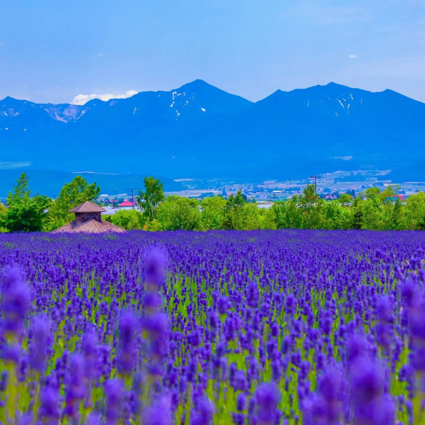 Hokkaido Lavender oil