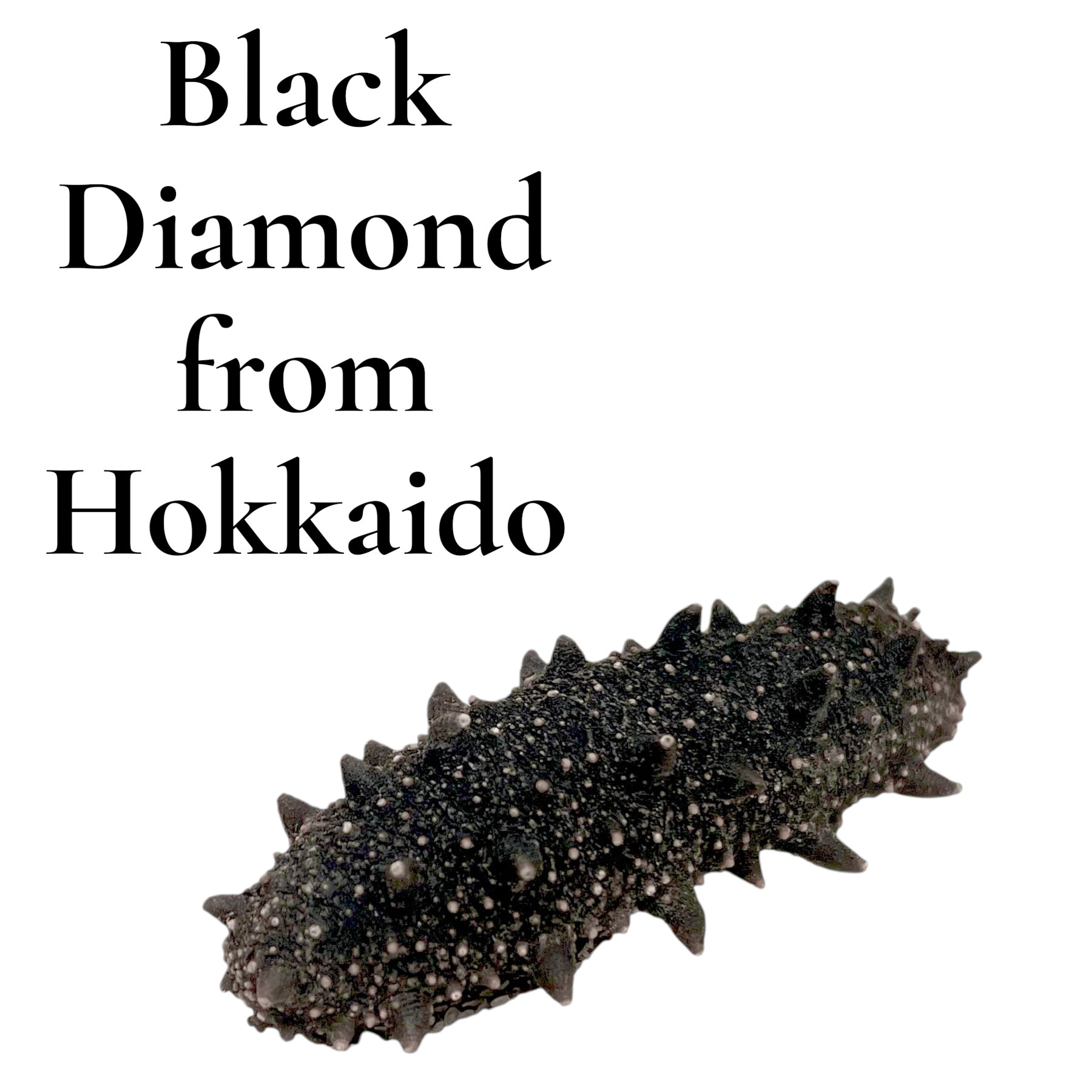 Hokkaido Dried Black Diamond Sea Cucumber – Grade A (Size M)