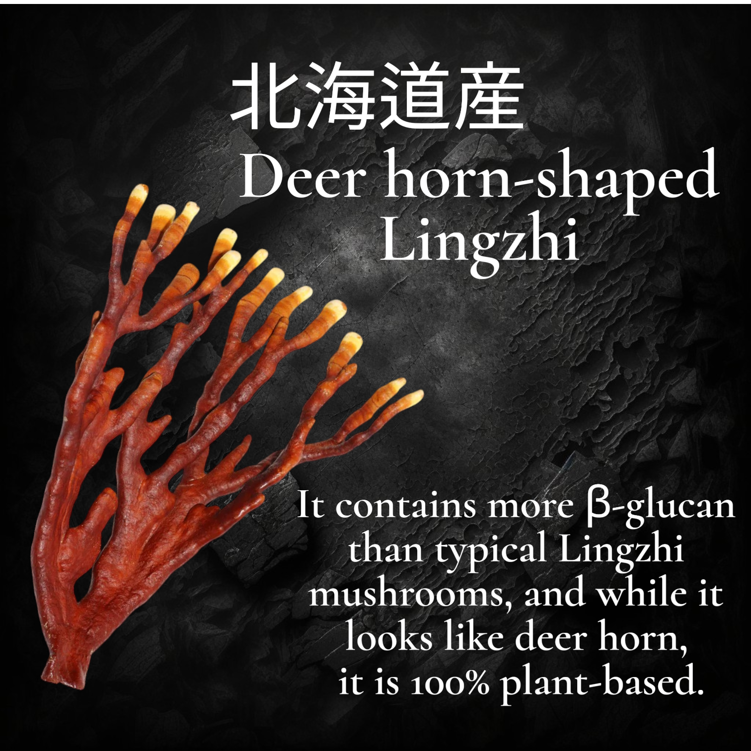Hokkaido Deer Horn Shaped Lingzhi tea Buy3Get1Free