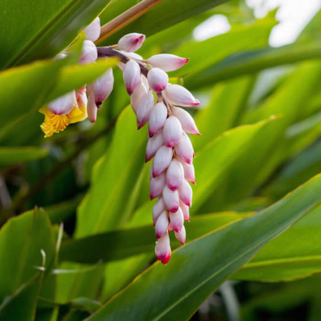 Shell ginger