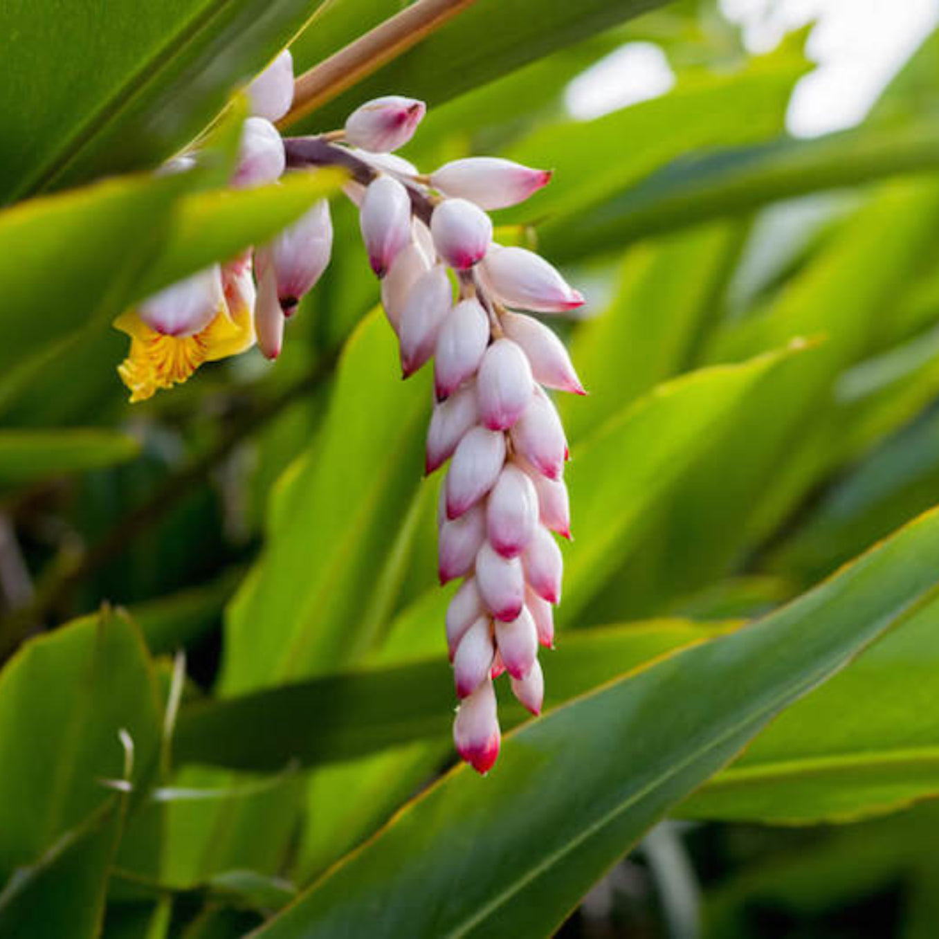 Shell ginger